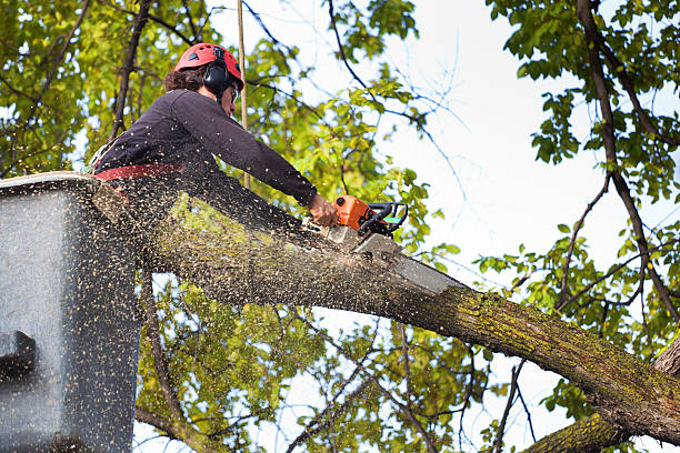 How Our Tree Care Process Works  in  Peppermill Village, MD